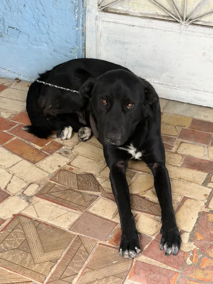 Cachorro raça SRD-ViraLata idade 2 anos nome Biriba