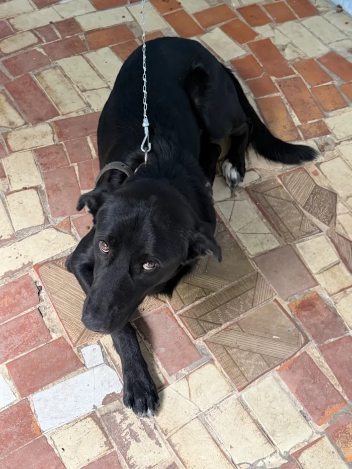 Cachorro raça SRD-ViraLata idade 2 anos nome Biriba