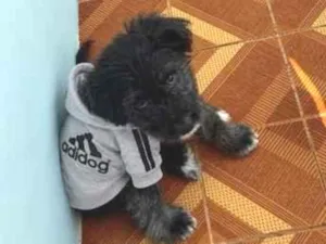 Cachorro raça SRD-ViraLata idade 7 a 11 meses nome Aegon 