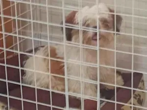 Cachorro raça SRD-ViraLata idade 7 a 11 meses nome Lourenzzo