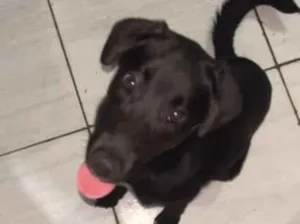 Cachorro raça SRD-ViraLata idade 2 a 6 meses nome Celeste