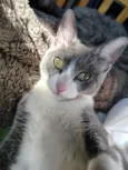 Yudi 