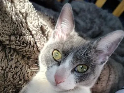 Gato raça SRD-ViraLata idade 2 a 6 meses nome Yudi 