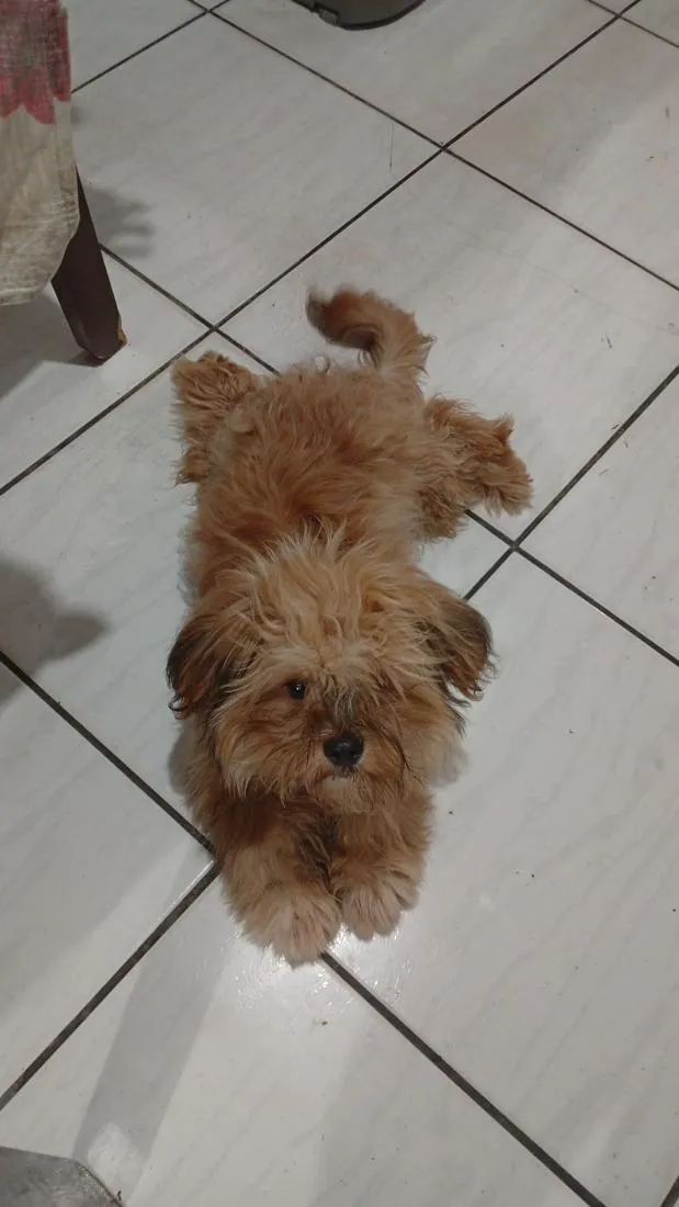 Cachorro raça Lhasa Apso idade 1 ano nome Romeu