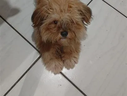 Cachorro raça Lhasa Apso idade 1 ano nome Romeu