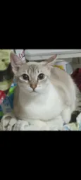 Lua