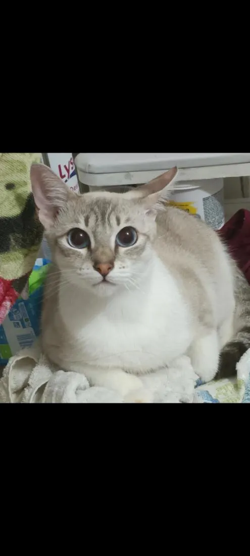 Gato raça SRD-ViraLata idade 1 ano nome Lua