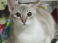 Lua