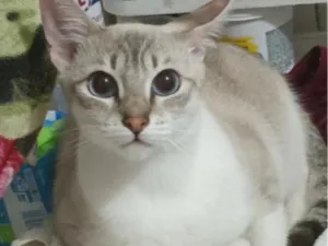 Gato raça SRD-ViraLata idade 1 ano nome Lua