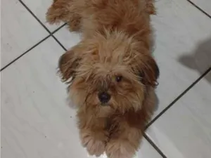 Cachorro raça Lhasa Apso idade 1 ano nome Romeu