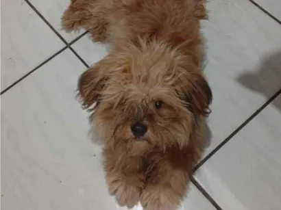 Cachorro raça Lhasa Apso idade 1 ano nome Romeu