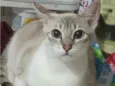 Lua