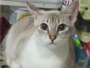 Gato raça SRD-ViraLata idade 1 ano nome Lua