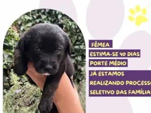 Cachorro raça SRD-ViraLata idade Abaixo de 2 meses nome Presidenta