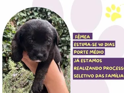 Cachorro raça SRD-ViraLata idade Abaixo de 2 meses nome Presidenta