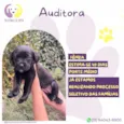 Auditora