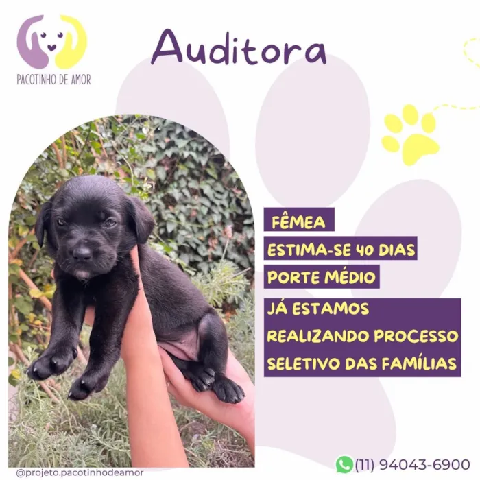 Cachorro raça SRD-ViraLata idade Abaixo de 2 meses nome Auditora