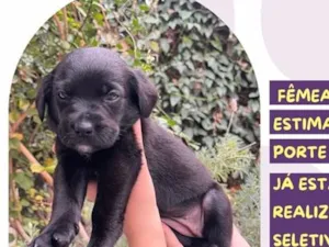 Cachorro raça SRD-ViraLata idade Abaixo de 2 meses nome Auditora
