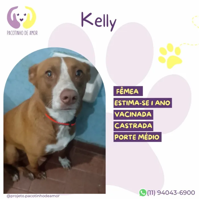 Cachorro raça SRD-ViraLata idade 1 ano nome Kelly