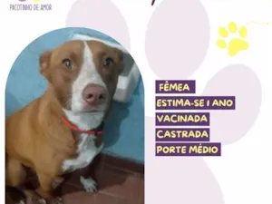 Cachorro raça SRD-ViraLata idade 1 ano nome Kelly