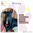 Aninha