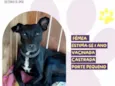 Aninha
