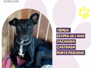 Cachorro raça SRD-ViraLata idade 1 ano nome Aninha