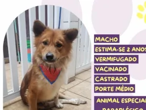 Cachorro raça SRD-ViraLata idade 2 anos nome Bob Caramelo