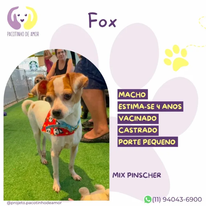 Cachorro raça SRD-ViraLata idade 4 anos nome Fox