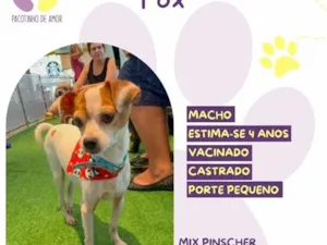 Cachorro raça SRD-ViraLata idade 4 anos nome Fox