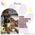 Atlas