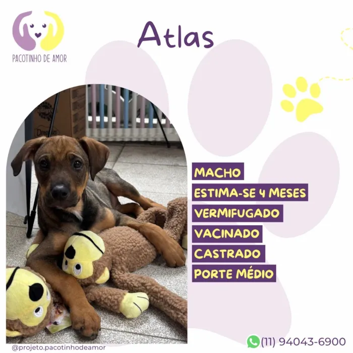 Cachorro raça SRD-ViraLata idade 2 a 6 meses nome Atlas