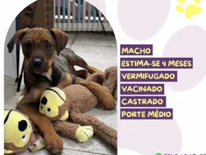 Cachorro raça SRD-ViraLata idade 2 a 6 meses nome Atlas