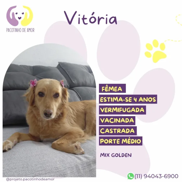 Cachorro raça SRD-ViraLata idade 4 anos nome Vitória