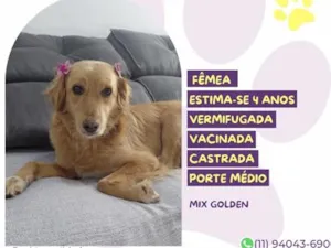 Cachorro raça SRD-ViraLata idade 4 anos nome Vitória
