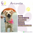 Antonella