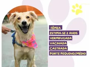 Cachorro raça SRD-ViraLata idade 2 anos nome Antonella
