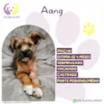 Aang