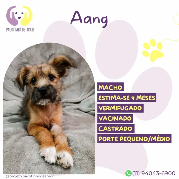 Cachorro raça SRD-ViraLata idade 2 a 6 meses nome Aang