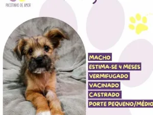 Cachorro raça SRD-ViraLata idade 2 a 6 meses nome Aang