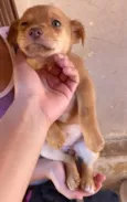 Cadelinha Caramela