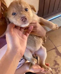 Cachorro raça SRD-ViraLata idade 2 a 6 meses nome Cadelinha Cinza