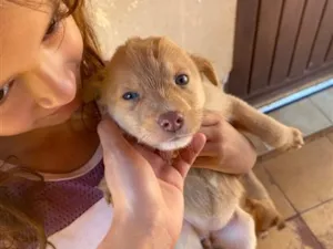 Cachorro raça SRD-ViraLata idade 2 a 6 meses nome Cadelinha Cinza