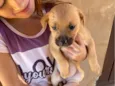 Cadelinha Marrom com Caramelo