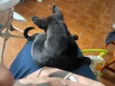 Zeus
