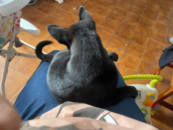 Cachorro raça SRD-ViraLata idade 2 a 6 meses nome Zeus
