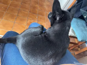 Cachorro raça SRD-ViraLata idade 2 a 6 meses nome Zeus