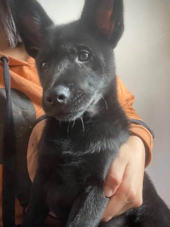 Cachorro raça SRD-ViraLata idade 2 a 6 meses nome Zeus