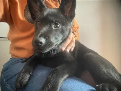 Cachorro raça SRD-ViraLata idade 2 a 6 meses nome Zeus