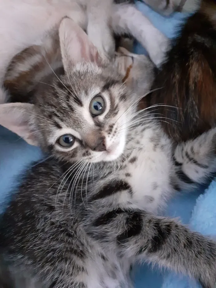 Gato raça SRD-ViraLata idade 2 a 6 meses nome sem nome